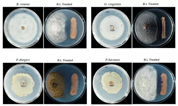 Antagonistic activity of Bacillus Licheniformis