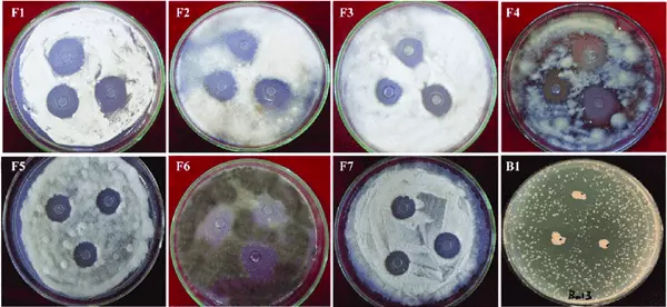 Antagonistic Activity of Bacillus Amyloliquefaciens Against a Pathogenic Fungus