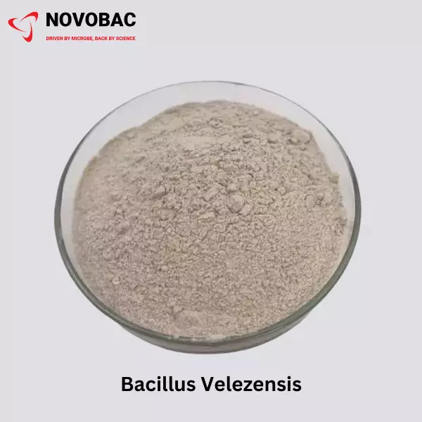 Bacillus Velezensis Product Image