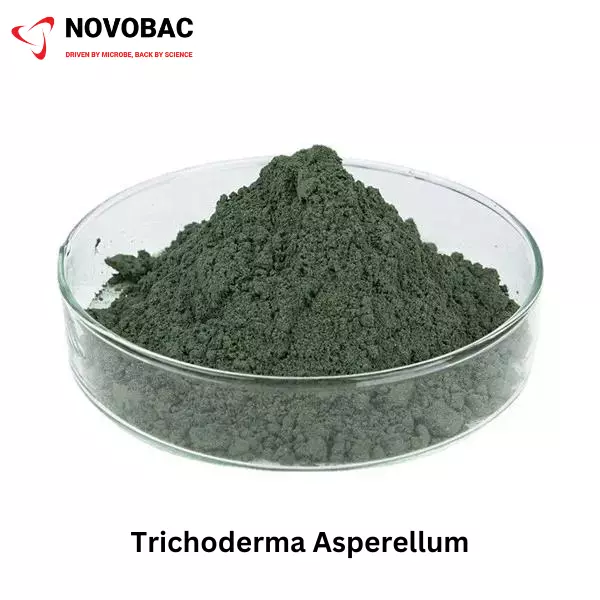 Trichoderma asperellum Product Image
