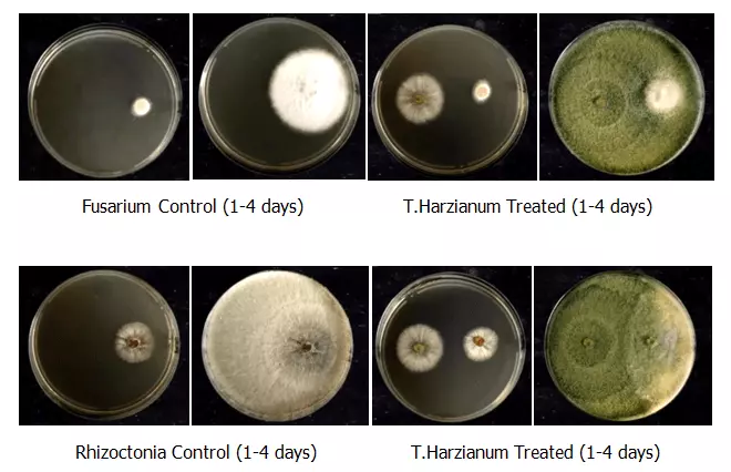 Trichoderma harzianum attacking pathogenic fungi