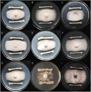 Petri dishes showing the antagonistic activity of Bacillus Velezensis