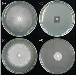 A petri dish containing Streptomyces-Rochei culture and a paper disc with inhibition zone.