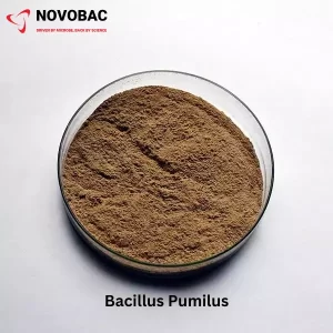 Bacillus Pumilus Product Image