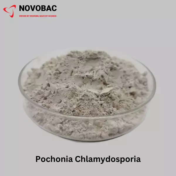 Pochonia Chlamydosporia powder on a plant root