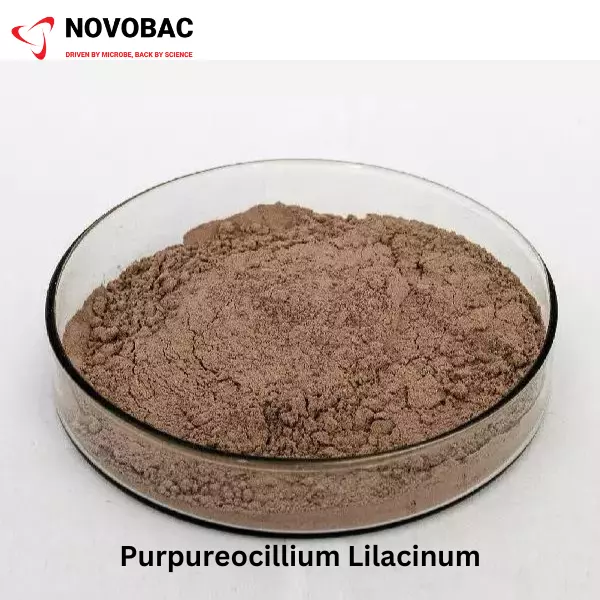 Purpureocillium lilacinum powder