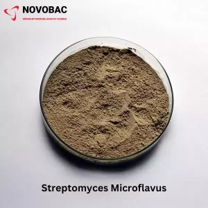 Streptomyces microflavus Product Image
