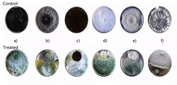 Trichoderma longibrachiatum inhibiting growth of pathogenic fungi