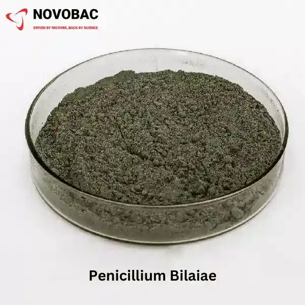 Penicillium bilaiae Product Image