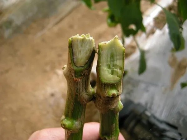 Pepper Plants Wilting: The vessels and cells are blocked by Fusarium,