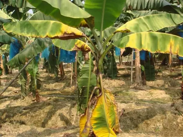 Fusarium wilted banana trees