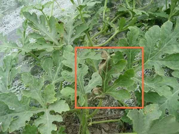 watermelon Fusarium wilt early stage wilting leaves appeared