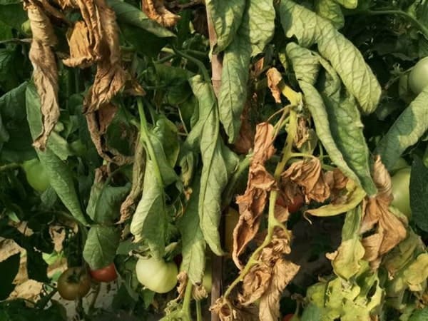 fusarium wilted tomato leave become yellow and wilt