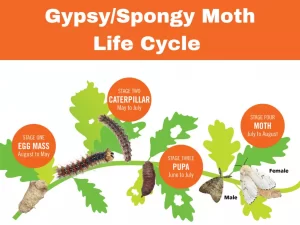 Gypsy moth life cycle