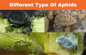 Different-Types-Of-Aphids