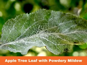 First Sign Of Powdery Mildew On Apple Trees