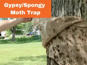 Gypsy moth trap in garden