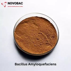 Bacillus amyloliquefaciens Product Image