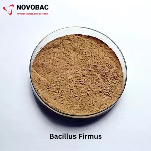 Bacillus Firmus powder