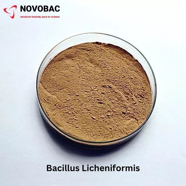 Bacillus Licheniformis Product Image