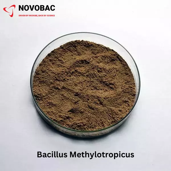Bacillus methylotrophicus Powder