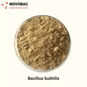 Bacillus Subtilis Powder