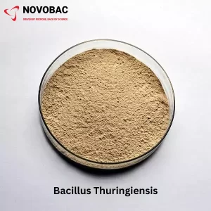 Beauveria Thuringiensis BT Powder Product Image