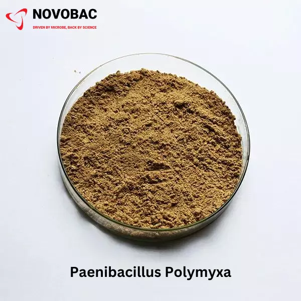 Paenibacillus Polymyxa Powder