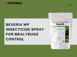 Image of Beveria WP, an organic insecticide for mealybugs.