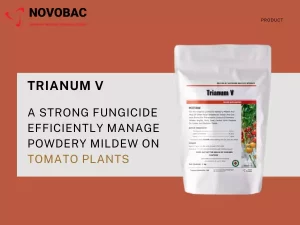 Image showing NovoBac and Truanum-V controlling powdery mildew on tomato plants.