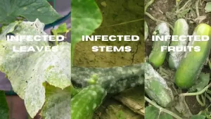 Powdery Mildew Affected Cucumber Leaves, Stems, and Fruits