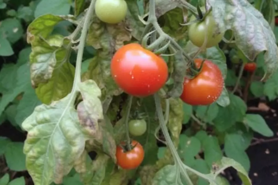 Image of powdery mildew on tomatos.