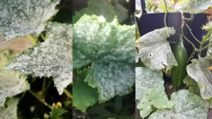 Cucumber leaves with powdery mildew