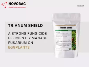Trianum Shield for treating Fusarium Wilt in Eggplants