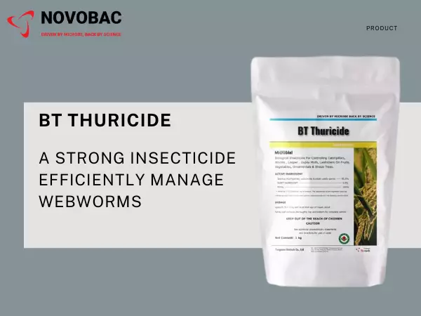 BT Thuricide biological insecticide for treating webworms.