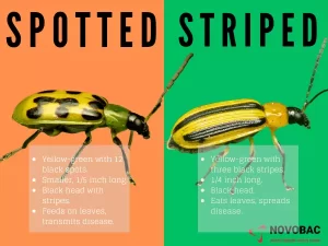 Spotted and Striped Cucumber Beetles