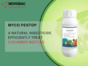 Myco-Pestop for Cucumber Beetle Control