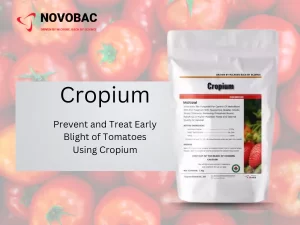 Cropium application on tomato plants affected by early blight.