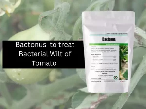 Product-image-of-'Bactonus'-biological-control-agent-for-treating-bacterial-wilt-in-tomato-plants.