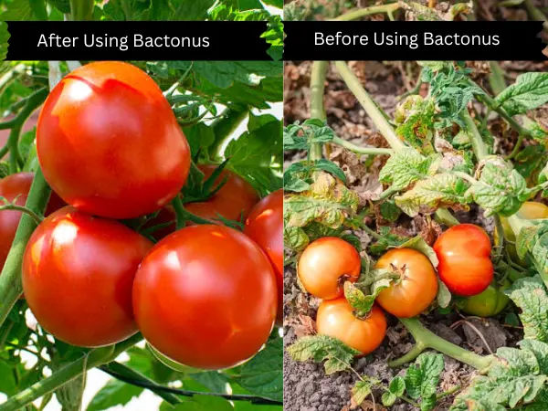 Comparative-image-showing-two-tomato-plants-left-with-bacterial-wilt-symptoms-right-healthy-treated-with-'Bactonus'-against-bacterial-wilt-in-tomato.