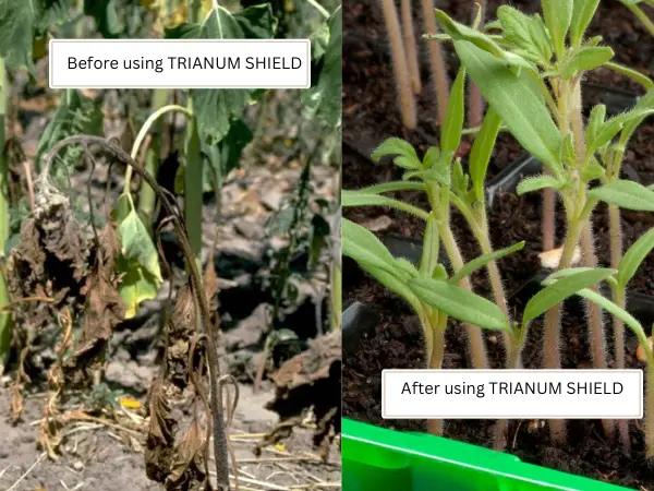 Before-and-after-images-of-tomato-leaves,-showing-significant-improvement-in-health-after-using-Trianum-Shield.