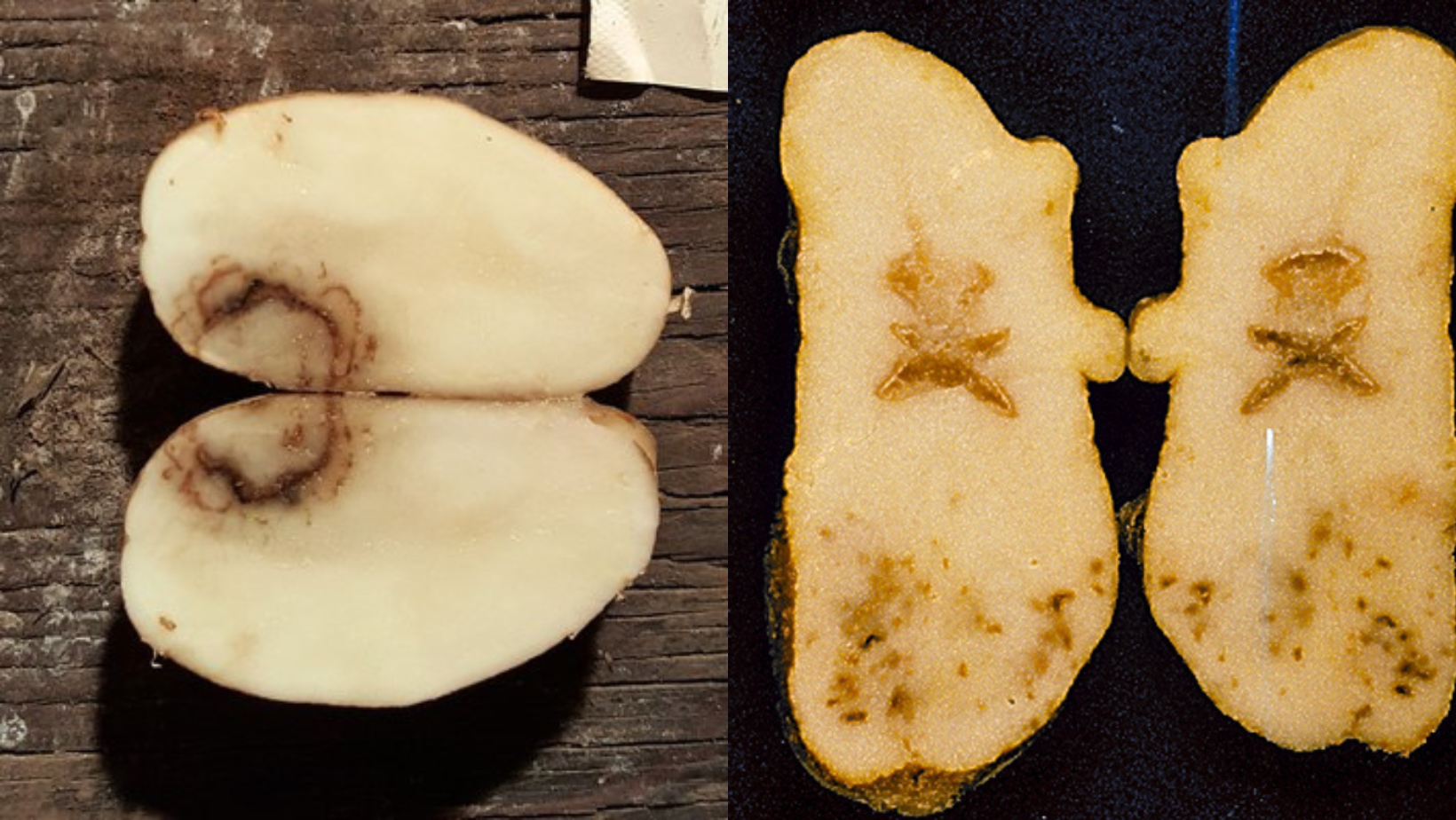 Corky Ringspot of potato