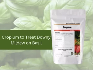 Bottle-of-Cropium-fungicide-next-to-basil-plants-with-signs-of-downy-mildew-treatment.