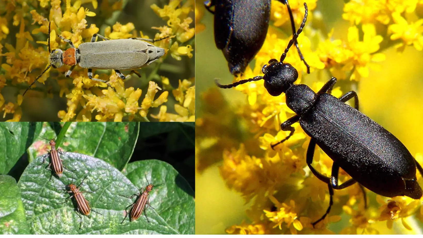 blister-beetles-epicauta-spp