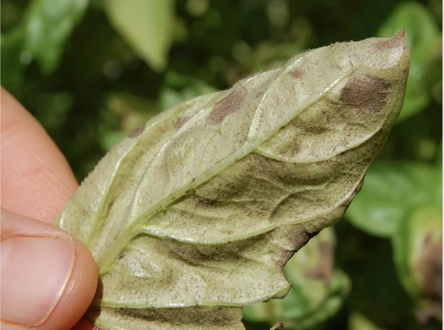 Close-up-of-basil-leaves-with-downy-mildew,-characterized-by-yellowing-patterns-and-fuzzy,-greyish-growth-on-the-underside.