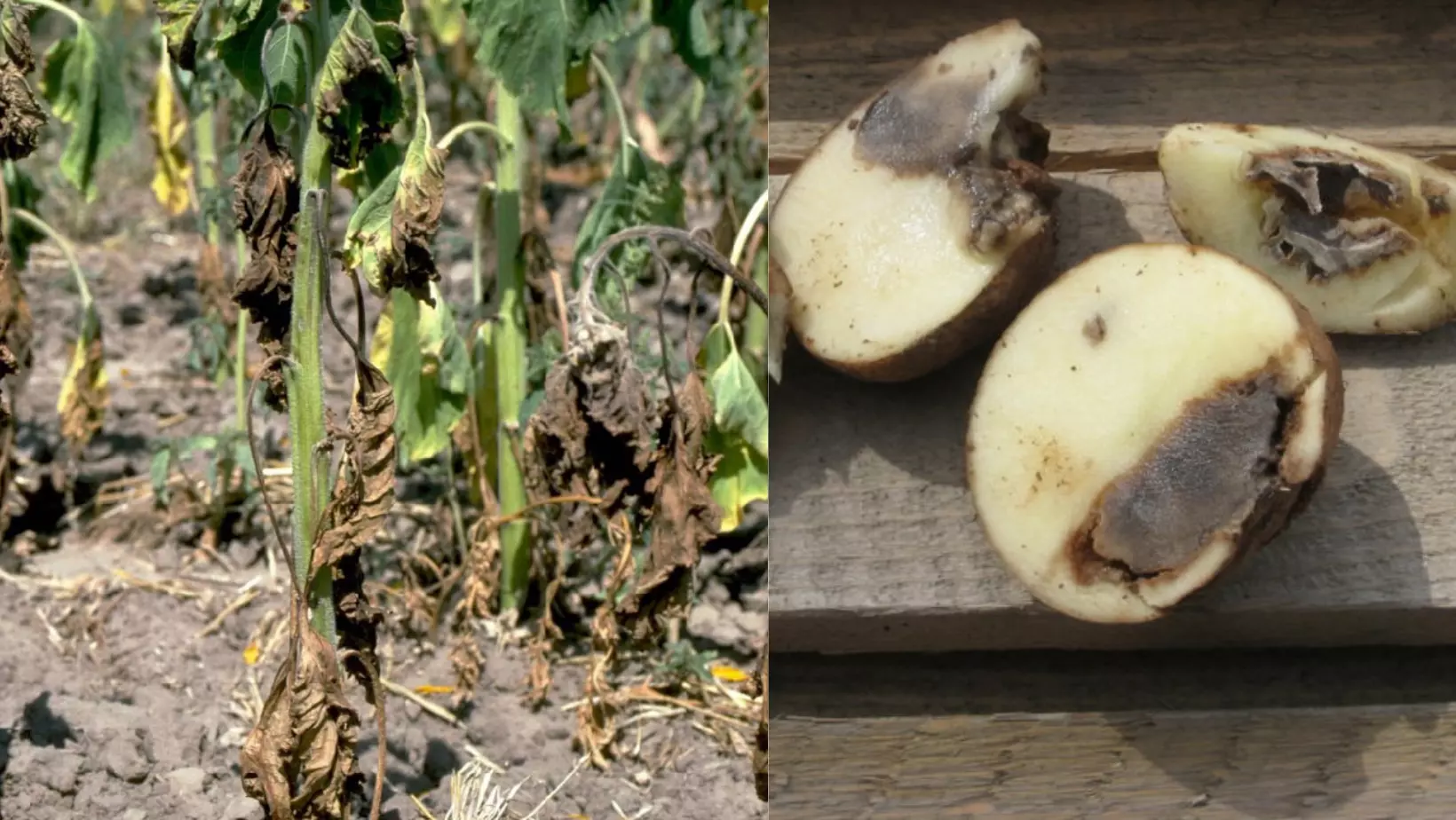 fusarium wilt of potato