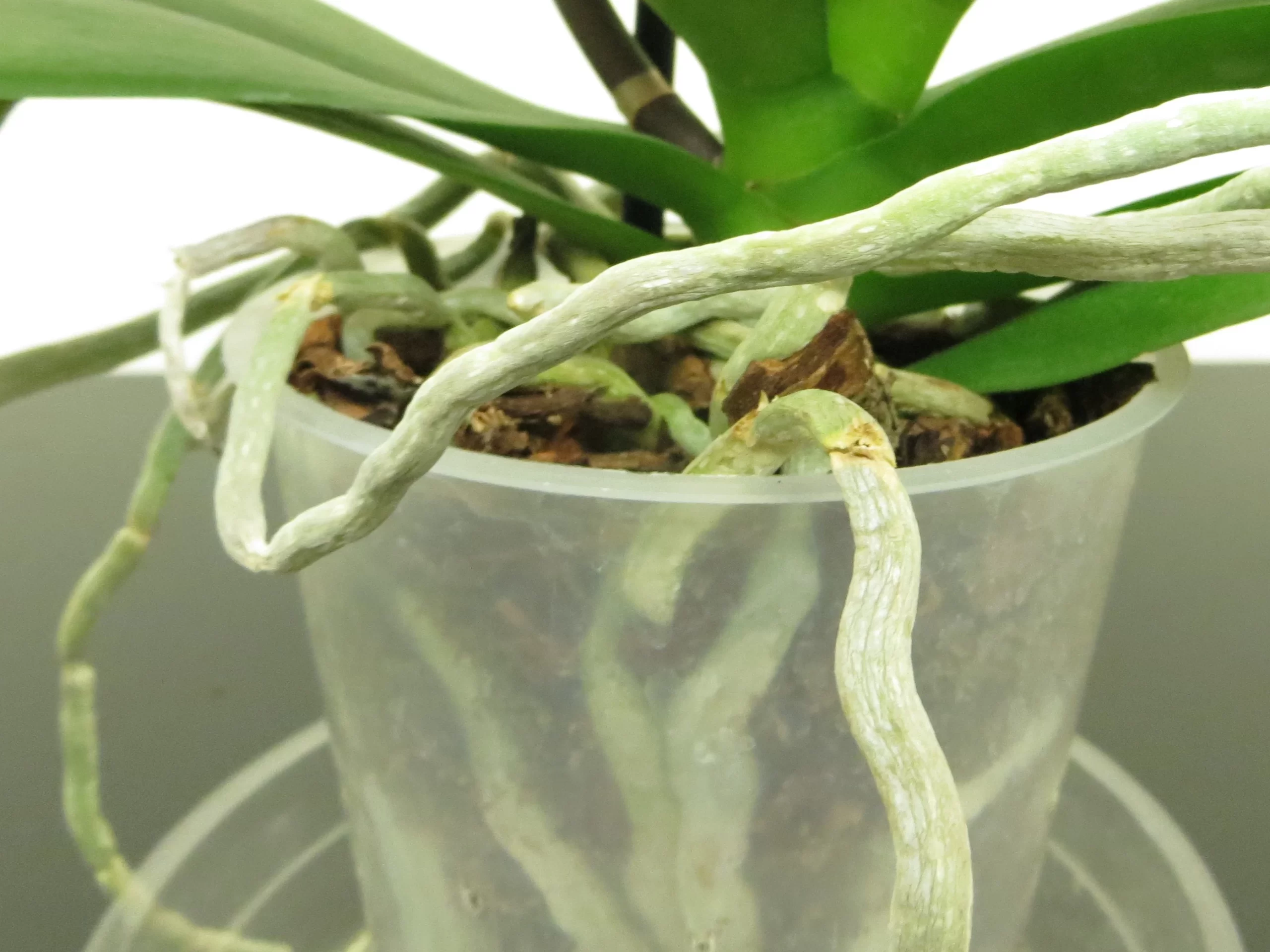Image-of-a-healthy-orchid-root-system,-showcasing-firm,-green-roots.