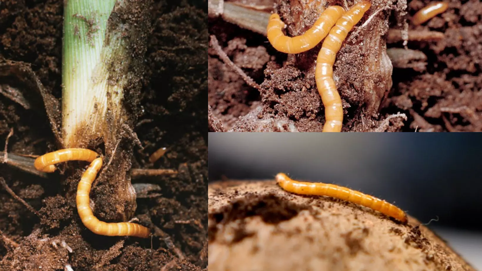 wireworms-agriotes-spp