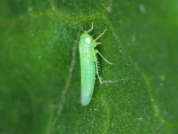 Potato-leafhopper-damage-on-potato-plant