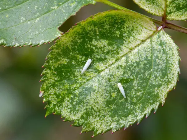 Potato-leafhopper-on-leaf